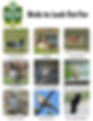 Rosewood Bird Handout.png